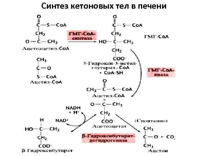 Синтез кетоновых тел в печени 