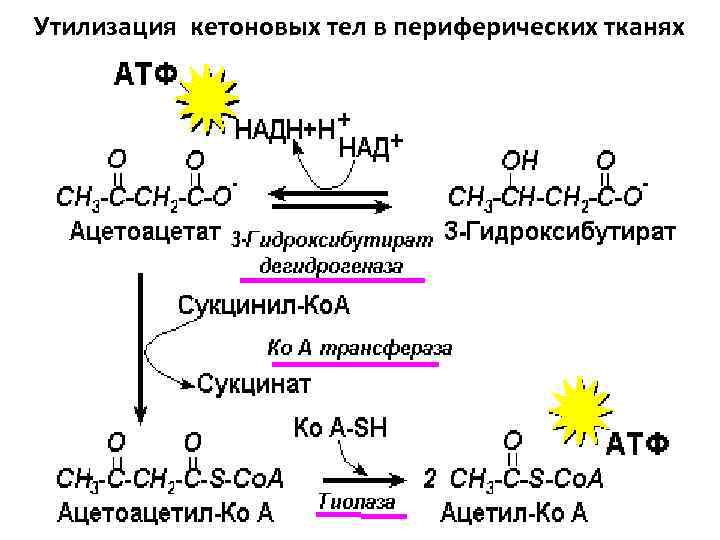 Утилизация кетоновых тел в периферических тканях 