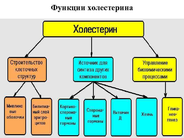 Функции холестерина 