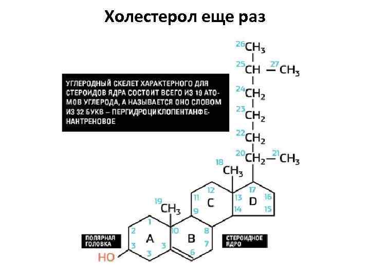 Холестерол еще раз 