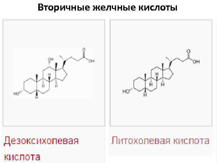 Вторичные желчные кислоты 