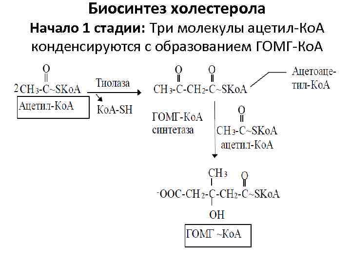 Биосинтез холестерола Начало 1 стадии: Три молекулы ацетил-Ко. А конденсируются с образованием ГОМГ-Ко. А