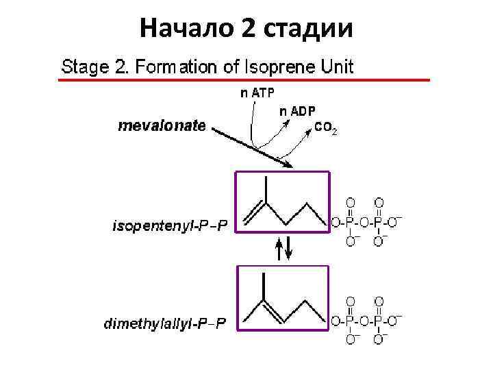 Начало 2 стадии 