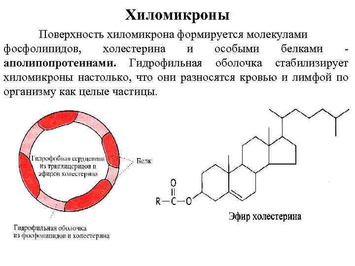 Хиломикроны Поверхность хиломикрона формируется молекулами фосфолипидов, холестерина и особыми белками аполипопротеинами. Гидрофильная оболочка стабилизирует