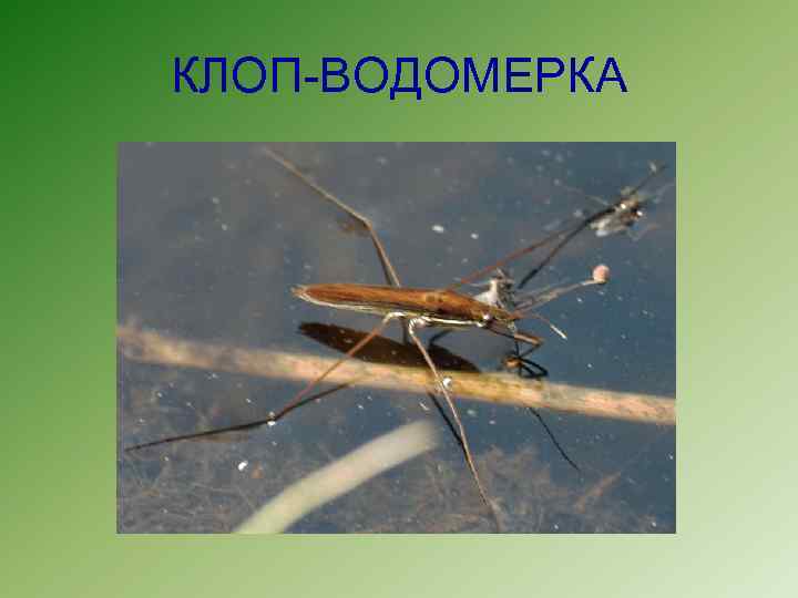 КЛОП-ВОДОМЕРКА 