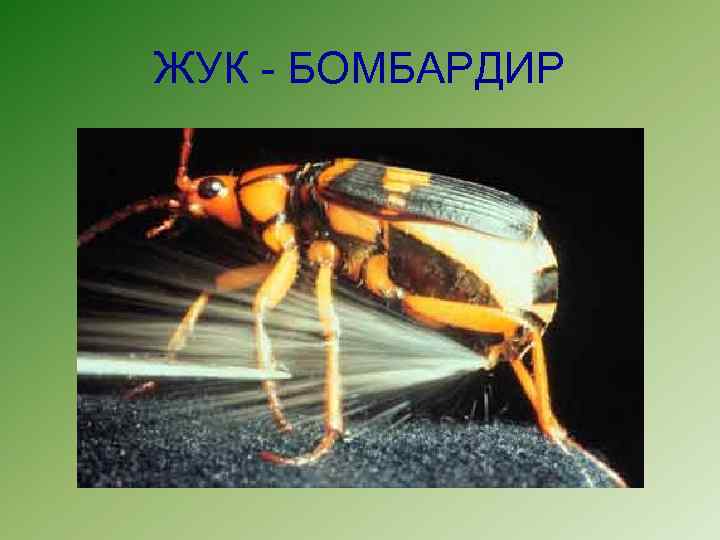 ЖУК - БОМБАРДИР 