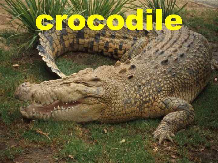 crocodile 