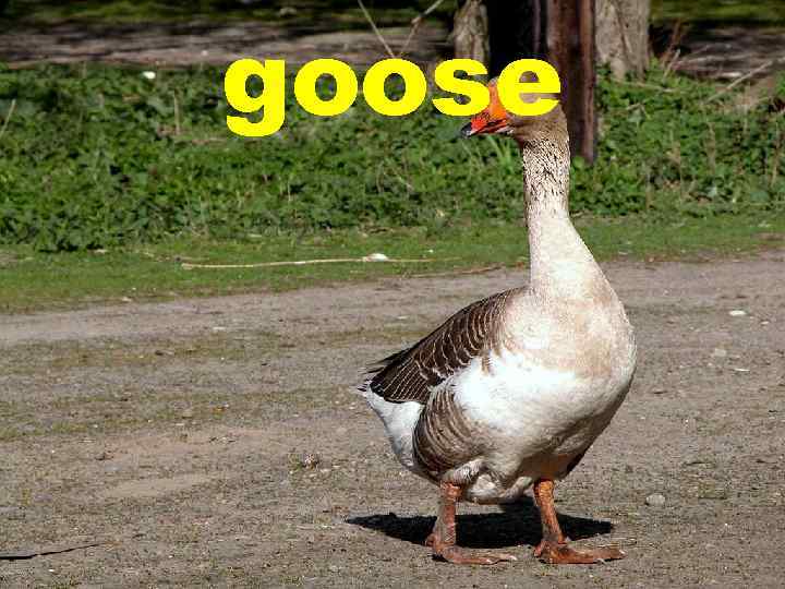 goose 