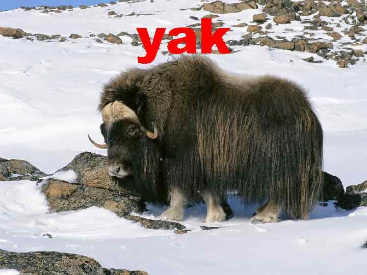 yak 