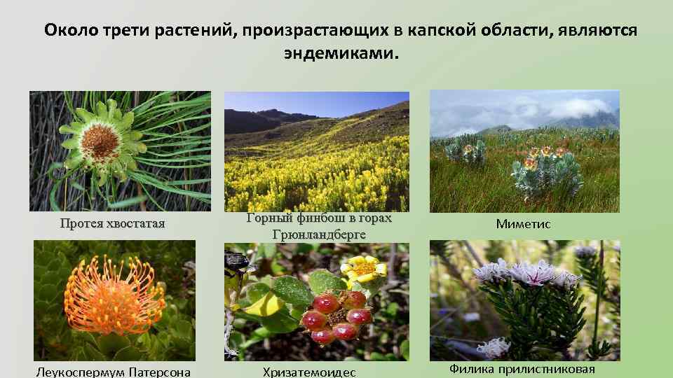 Около трети растений, произрастающих в капской области, являются эндемиками. Протея хвостатая Леукоспермум Патерсона Горный