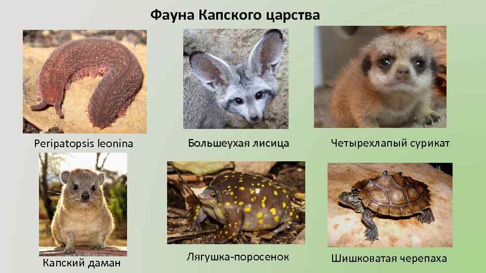 Фауна Капского царства Peripatopsis leonina Капский даман Большеухая лисица Четырехлапый сурикат Лягушка-поросенок Шишковатая черепаха