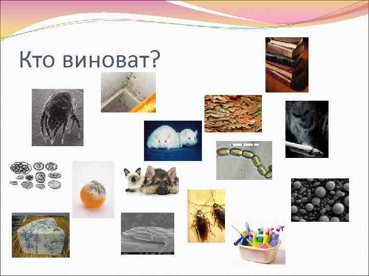Кто виноват? 
