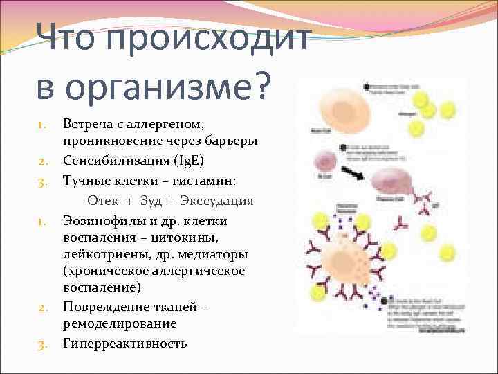 Что происходит в организме? 1. 2. 3. 1. 2. 3. Встреча с аллергеном, проникновение