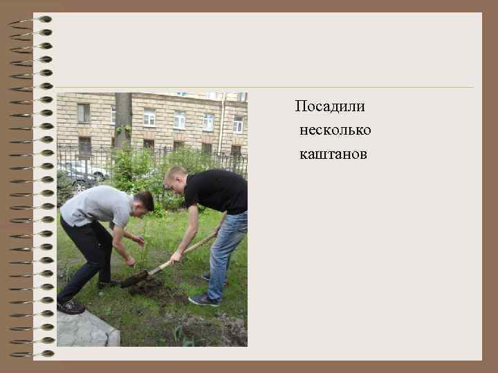 Посадили несколько каштанов 