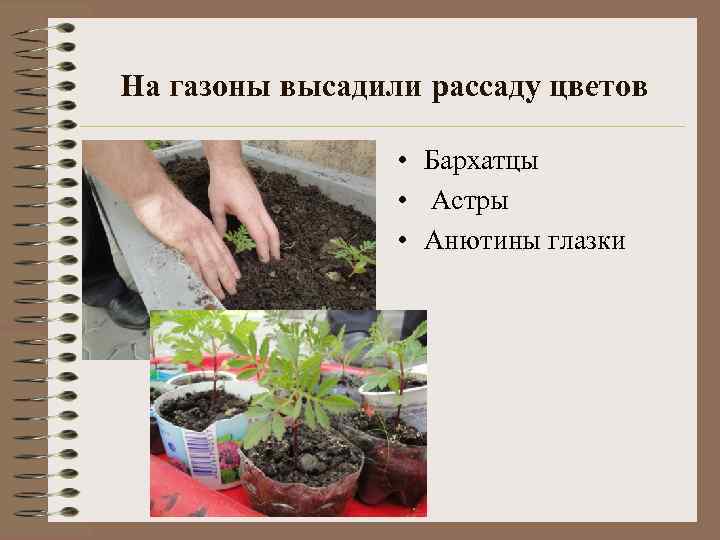 На газоны высадили рассаду цветов • Бархатцы • Астры • Анютины глазки 