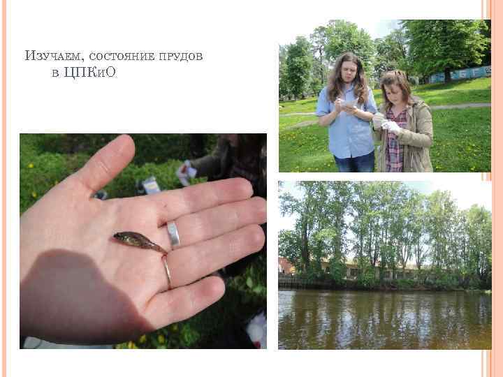 ИЗУЧАЕМ, СОСТОЯНИЕ ПРУДОВ В ЦПКИО 