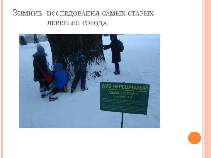 ЗИМНИЕ ИССЛЕДОВАНИЯ САМЫХ СТАРЫХ ДЕРЕВЬЕВ ГОРОДА 