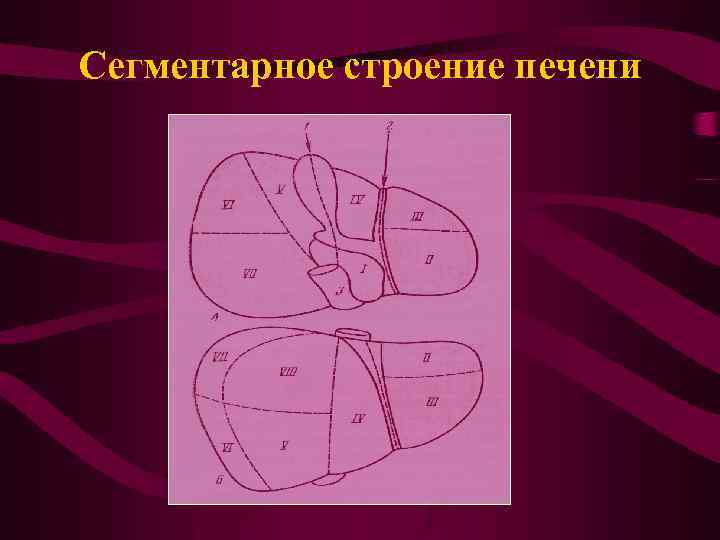 Сегментарное строение печени 