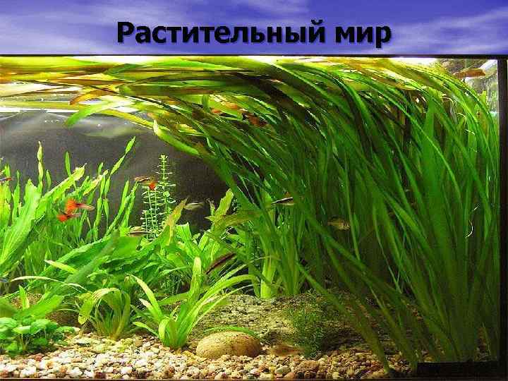 Растительный мир 