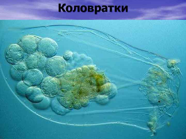 Коловратки 