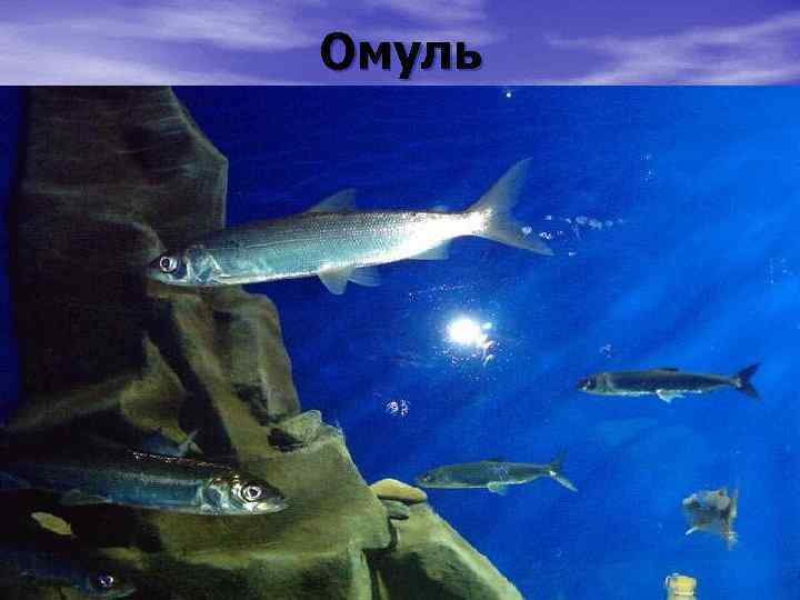 Омуль 