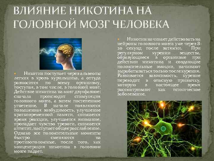ВЛИЯНИЕ НИКОТИНА НА ГОЛОВНОЙ МОЗГ ЧЕЛОВЕКА Никотин начинает действовать на нейроны головного мозга уже