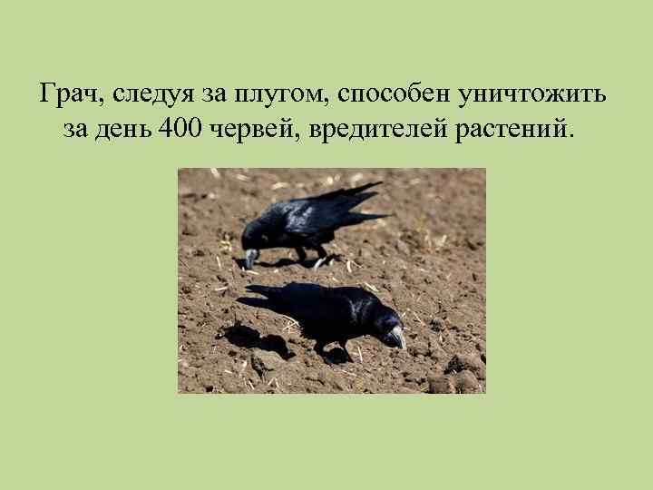 Грач, следуя за плугом, способен уничтожить за день 400 червей, вредителей растений. 