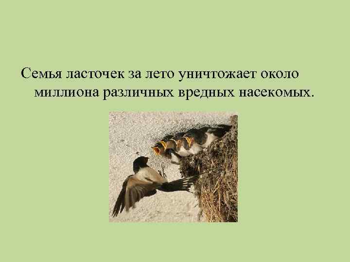 Семья ласточек за лето уничтожает около миллиона различных вредных насекомых. 