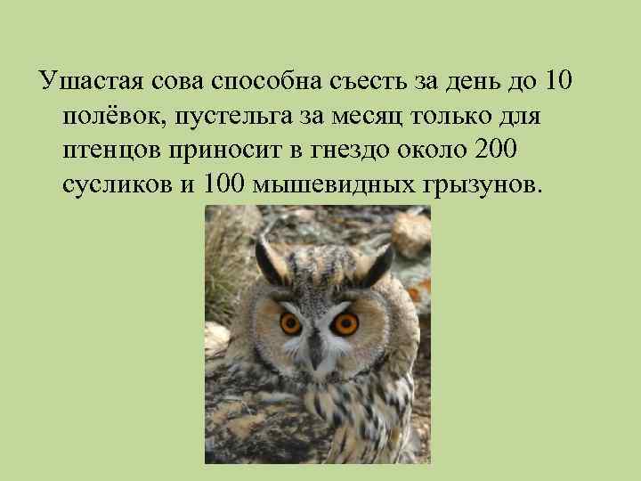 Ушастая сова способна съесть за день до 10 полёвок, пустельга за месяц только для