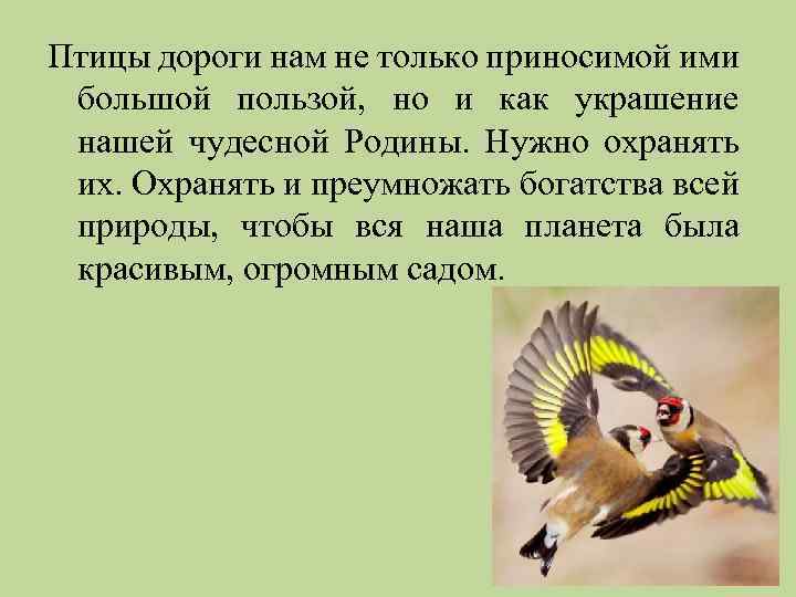 Птицы дороги нам не только приносимой ими большой пользой, но и как украшение нашей