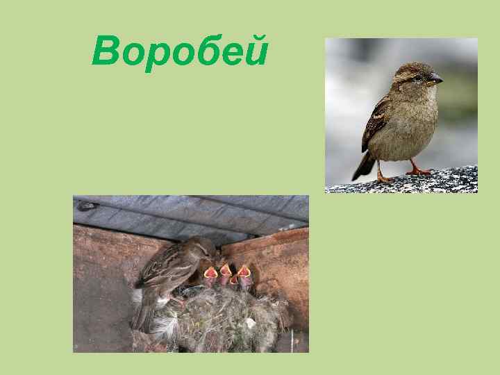 Воробей 