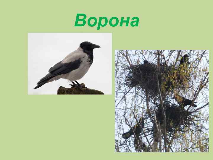 Ворона 