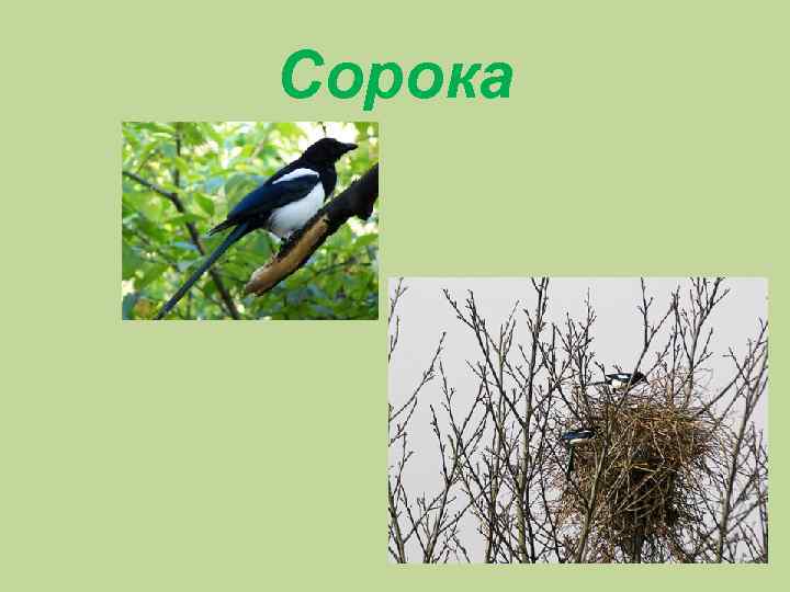 Сорока 