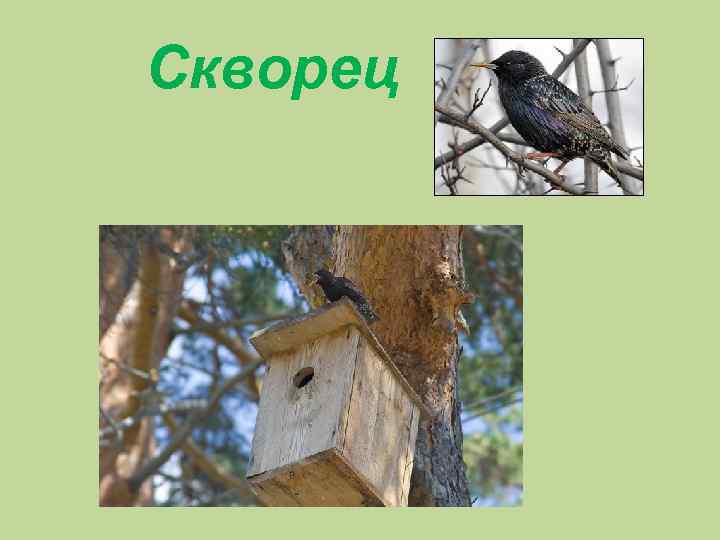 Скворец 