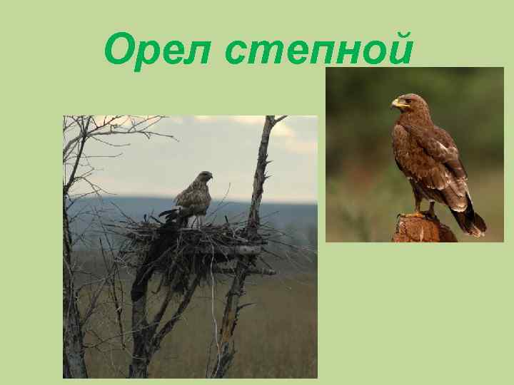 Орел степной 