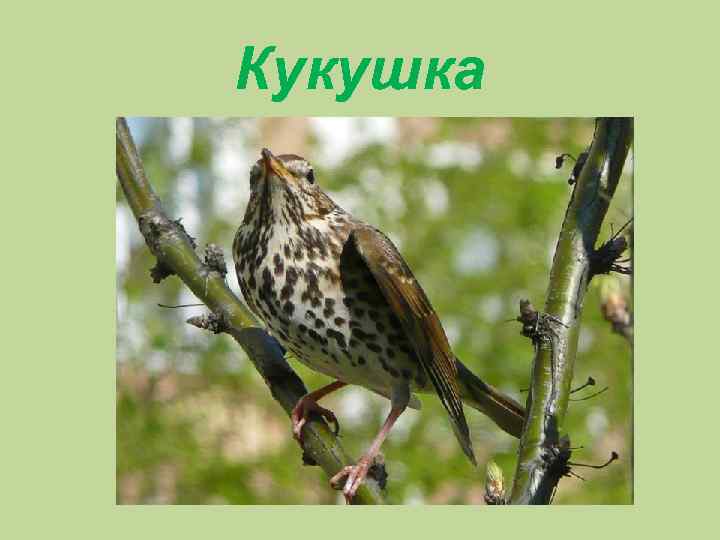 Кукушка 