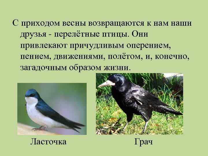 С приходом весны возвращаются к нам наши друзья - перелётные птицы. Они привлекают причудливым