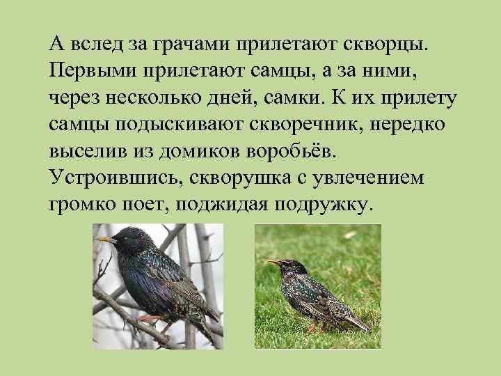 А вслед за грачами прилетают скворцы. Первыми прилетают самцы, а за ними, через несколько