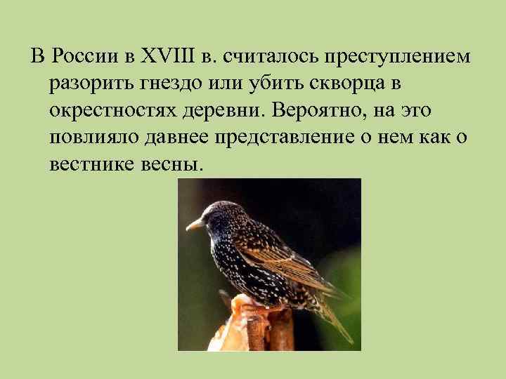 В России в XVIII в. считалось преступлением разорить гнездо или убить скворца в окрестностях