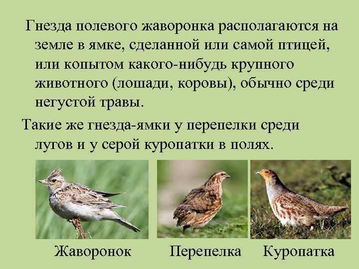 Гнезда полевого жаворонка располагаются на земле в ямке, сделанной или самой птицей, или копытом