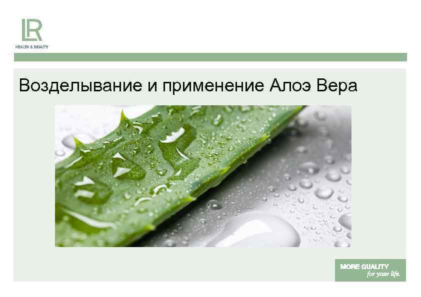 Возделывание и применение Алоэ Вера 