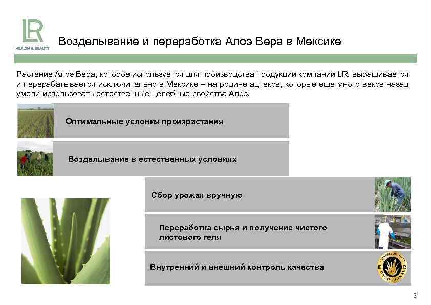 Возделывание и переработка Алоэ Вера в Мексике Растение Алоэ Вера, которое используется для производства