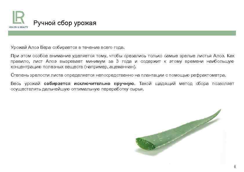 Ручной сбор урожая Урожай Алоэ Вера собирается в течение всего года. При этом особое