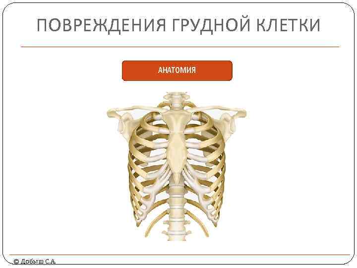 ПОВРЕЖДЕНИЯ ГРУДНОЙ КЛЕТКИ АНАТОМИЯ © Добыш С. А. 