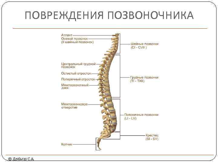 ПОВРЕЖДЕНИЯ ПОЗВОНОЧНИКА © Добыш С. А. 