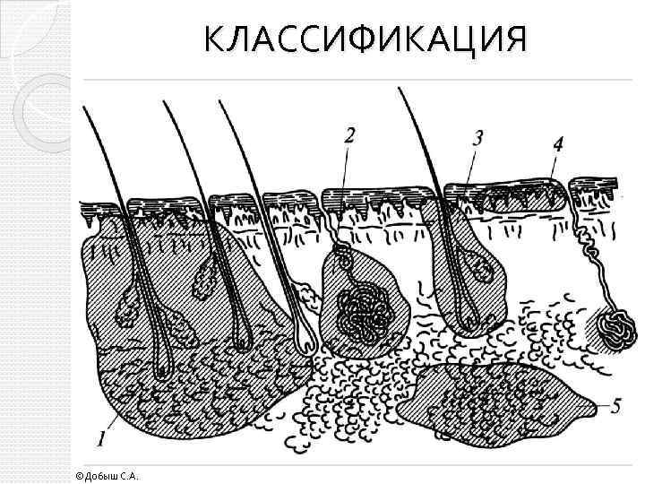 КЛАССИФИКАЦИЯ ©Добыш С. А. 