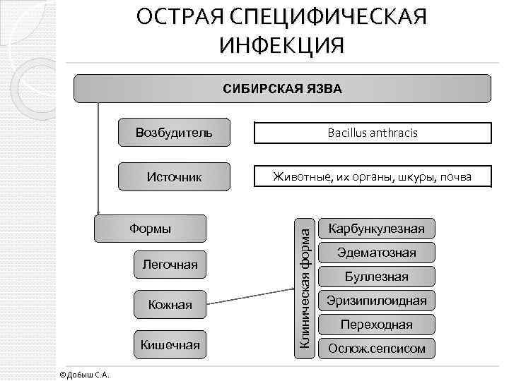 ОСТРАЯ СПЕЦИФИЧЕСКАЯ ИНФЕКЦИЯ СИБИРСКАЯ ЯЗВА Bacillus anthracis Источник Животные, их органы, шкуры, почва Формы
