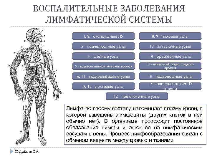 ВОСПАЛИТЕЛЬНЫЕ ЗАБОЛЕВАНИЯ ЛИМФАТИЧЕСКОЙ СИСТЕМЫ 1, 2 - околоушные ЛУ 8, 9 - паховые узлы