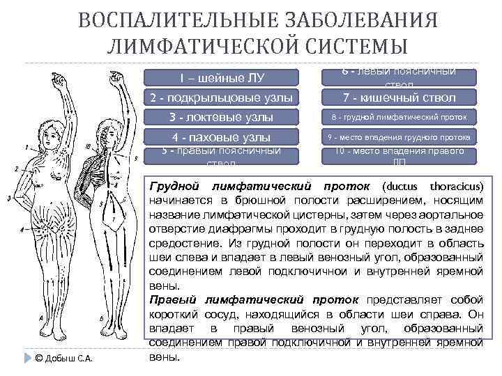 ВОСПАЛИТЕЛЬНЫЕ ЗАБОЛЕВАНИЯ ЛИМФАТИЧЕСКОЙ СИСТЕМЫ 1 – шейные ЛУ 2 - подкрыльцовые узлы 6 -