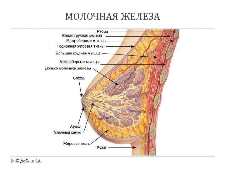 МОЛОЧНАЯ ЖЕЛЕЗА © Добыш С. А. 